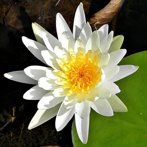 White Waterlily