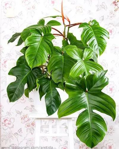 Red Bristle Philodendron