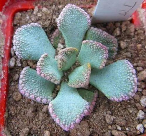 Concrete Leaf Plant