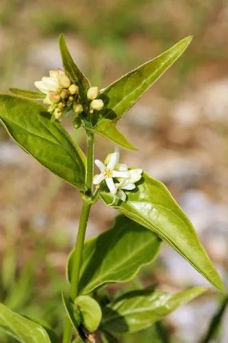 White Swallow-wort