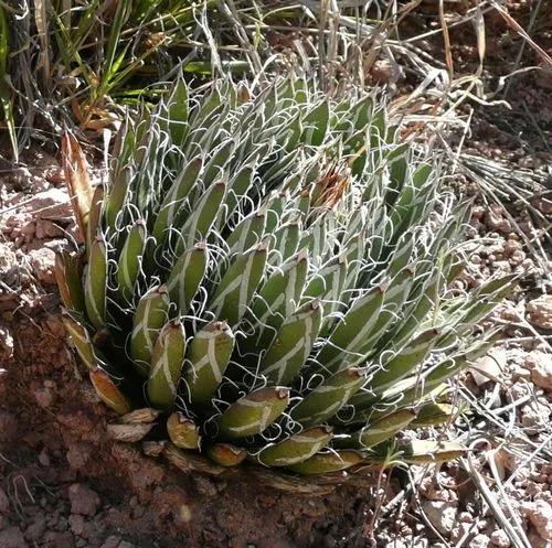 Agave rayado de Santa Cruz