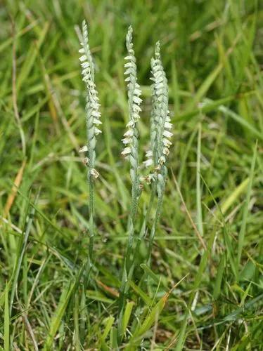 Spiranthes Spiralis