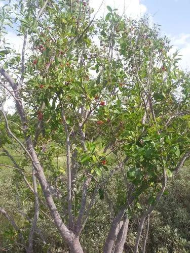 Beeftree