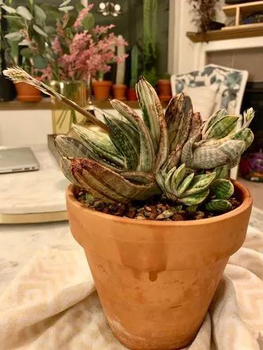 Gasteria Fuji Yuki