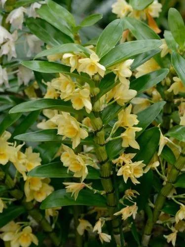 Dendrobium Closterium