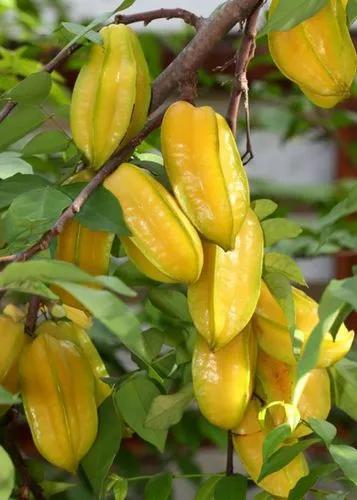 Averrhoa carambola