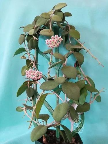 Hoya Nummularioides