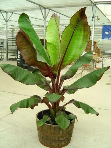 Ensete Maurelli