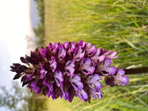 Lady Orchid