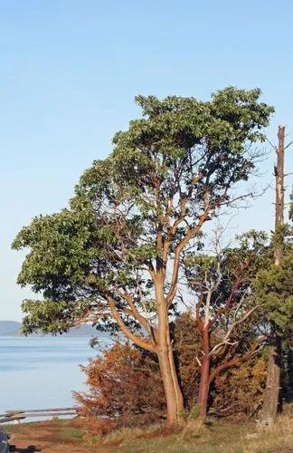 Pacific Madrone