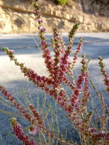 Ppposite-leaved Saltwort