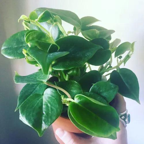 Piper Peperomia