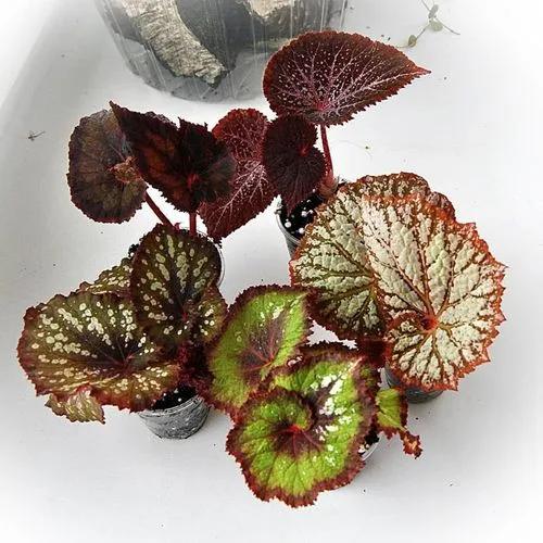 Begonia Caracol