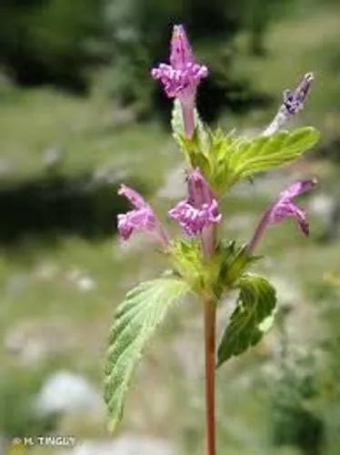 Common Nettle