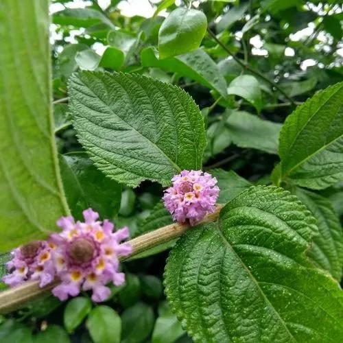 Bushy Lippia