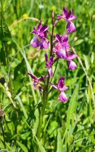 Lax-flowered Orchid