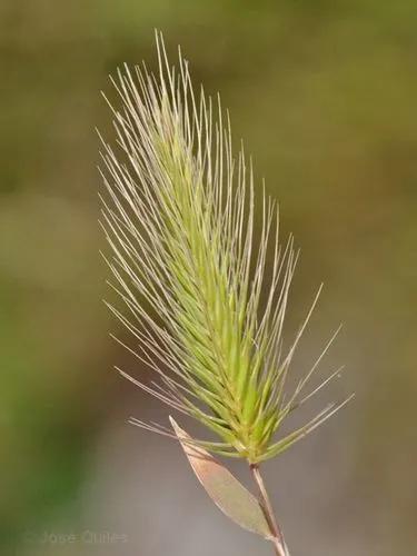 Sea Barley