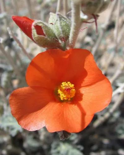 Apricot Globe-mallow