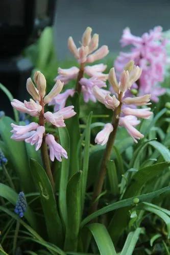 Wild Hyacinth