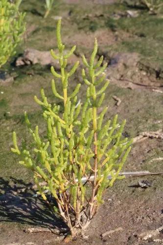 Long-spiked Glasswort