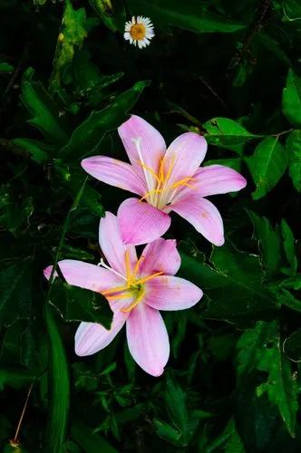 Zephyranthes Lindleyana
