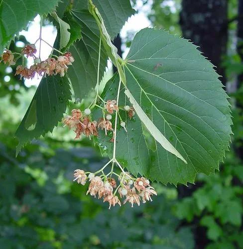 American Basswood