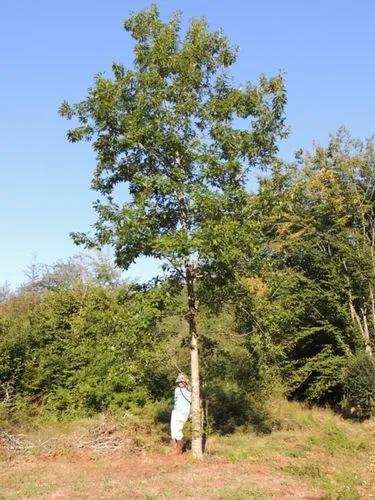 Chinquapin Oak