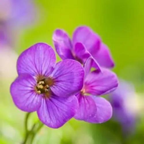 Aubretia