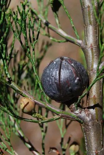 Rottnest Island Pine