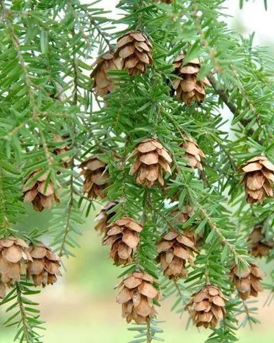 Pacific hemlock