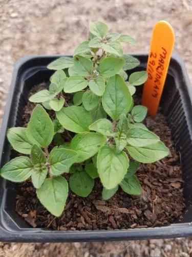 Pot marjoram