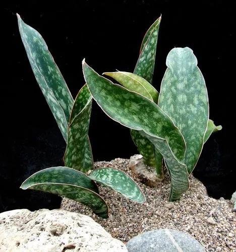 Sansevieria Elliptica Horwood