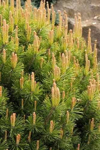 Dwarf Mountain Pine