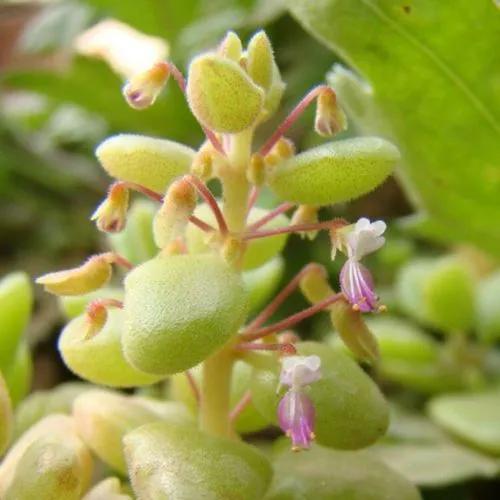 Plectranthus Prostatus