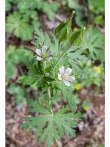 Geranium Carolinianum