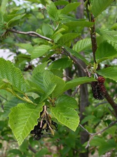 Grey Alder