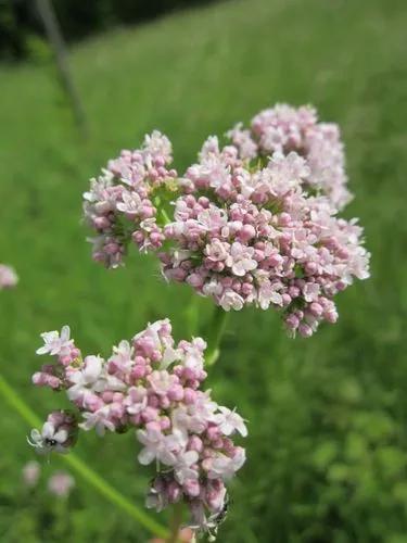 Valerian