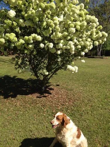 Snowball Bush