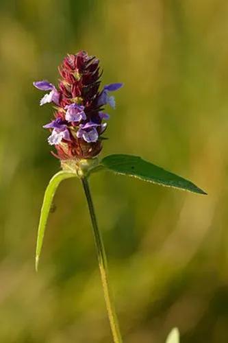 Prunella Hyssopifolia