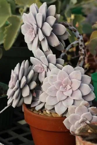 Graptopetalum Superbum