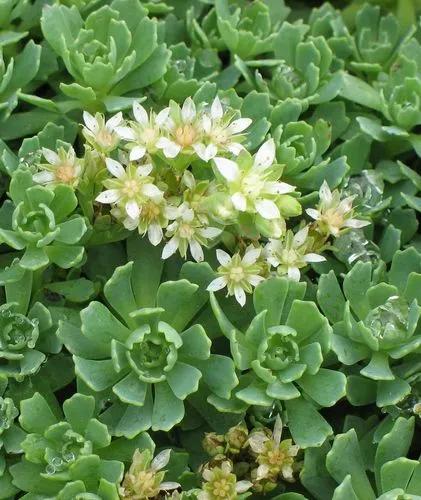 Sedum Pachyclados