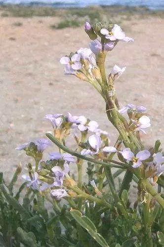 Limonium Santapolense