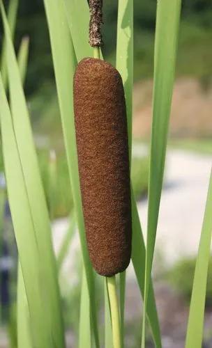 Cat Tails