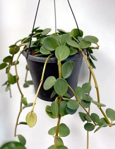 Peperomia Bamboo Stalks