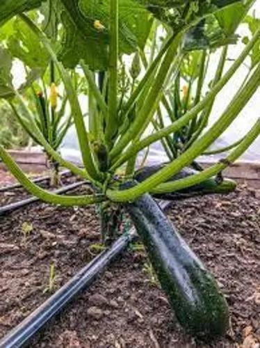 Zucchini