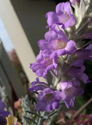 Silky Eremophila.