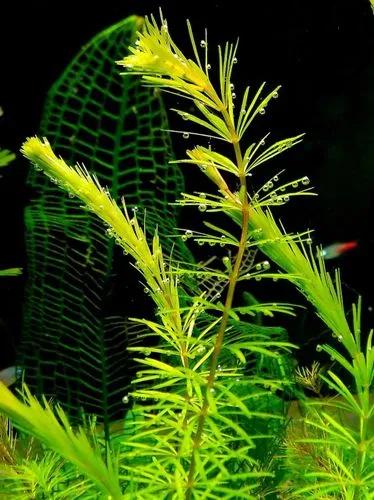 Rigid Hornwort