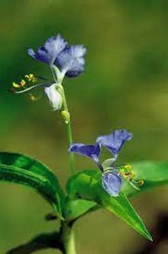 Climbing Dayflower