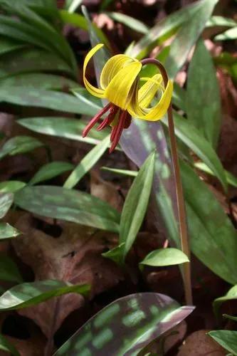 Trout-lily