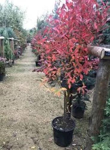 Red Chokeberry
